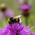 Hergebruik van stenen en tegels in tuinpaden en -muren