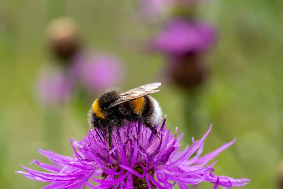 Bijenvriendelijke bloemen in een zomertuin met bijen.