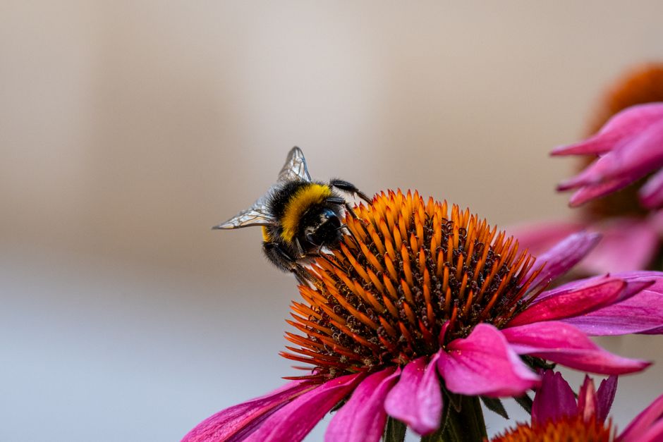 Tuinier omringd door bloemen en zoemende bijen.
