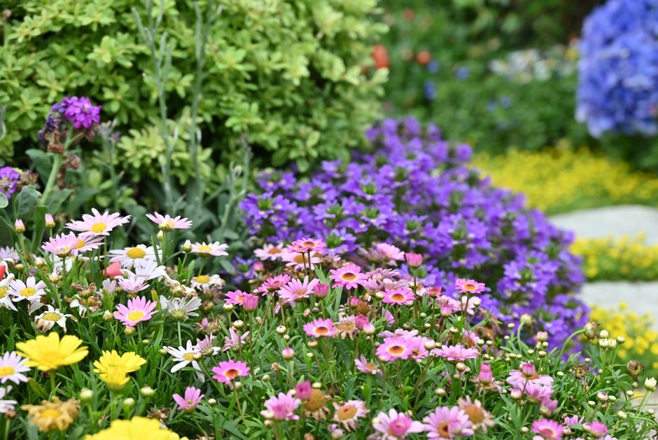 Tuinset onder pergola met nazomerbloemen.