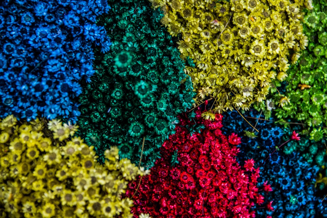 Opvallende kleurrijke bloemmotieven op katoenen kussenhoezen.