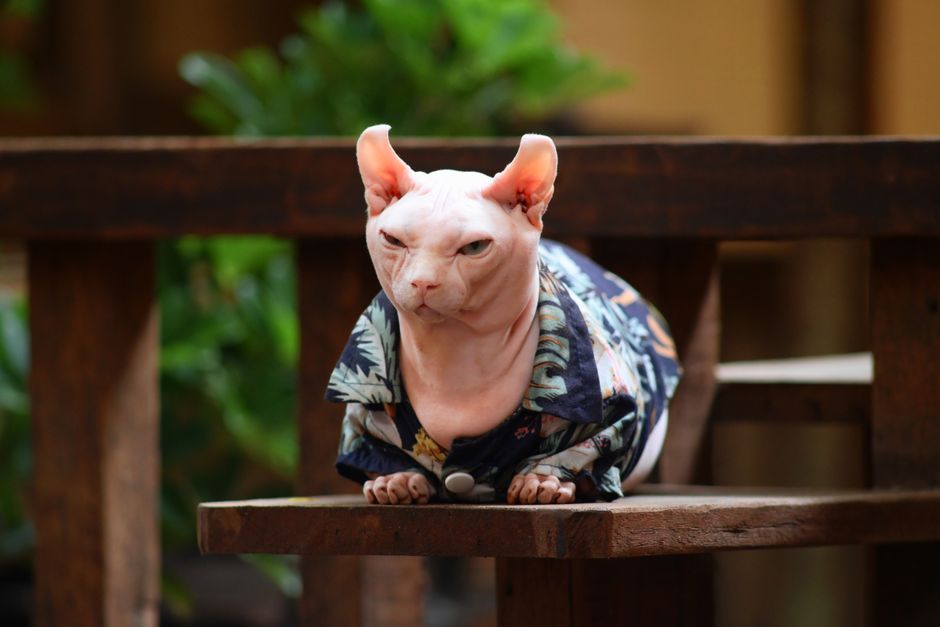 Pastel naaktkat leunt tegen moderne achtergrond.