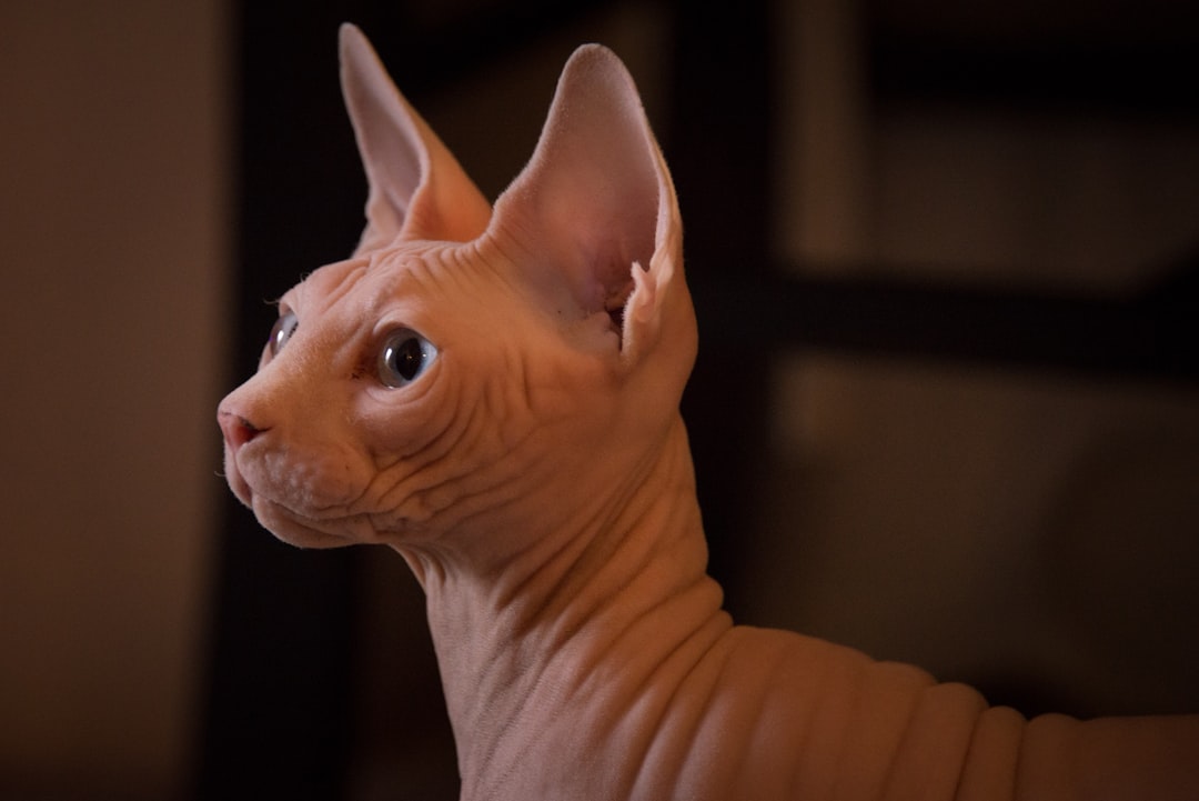 Naaktkat portret in minimalistisch, modern interieur.